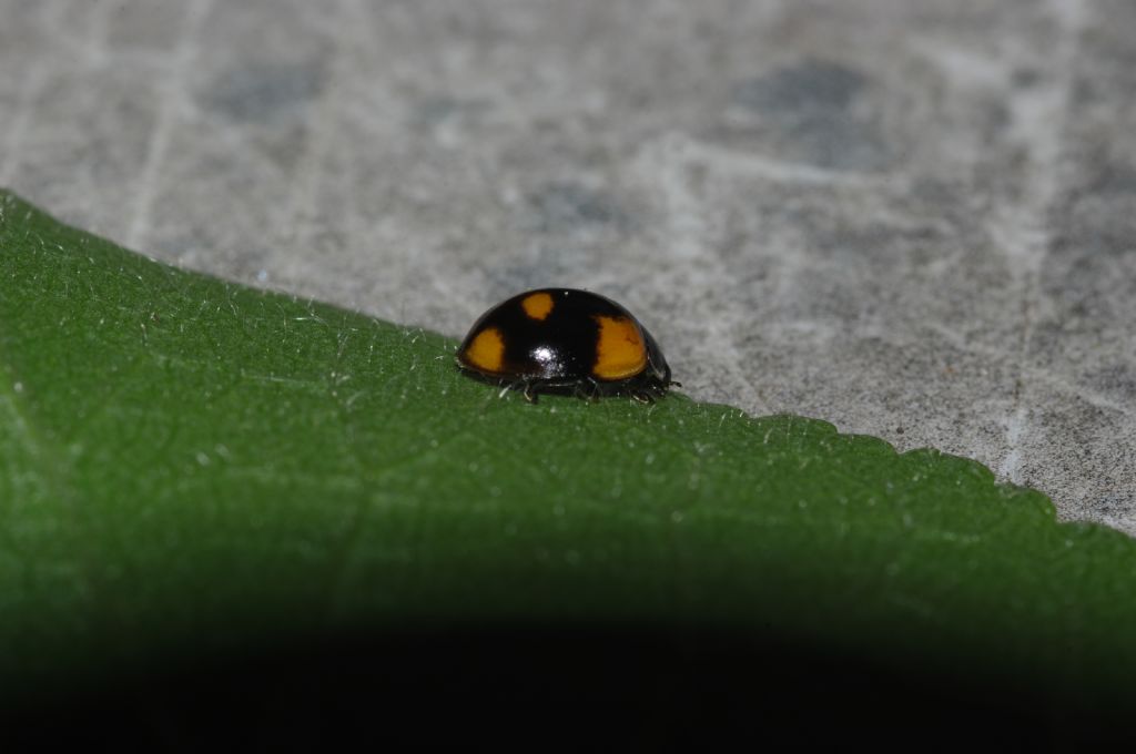 Coccinella 3 - Adalia bipunctata